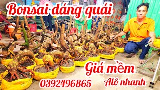 Phôi mai bonsai dáng quái đế đẹp vip giá mềm 25/2 a Hiếu 0392496865 |MaivàngThanhTâm