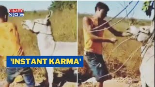 Mxtube Net Donkey Mating Pig Mp4 3gp Video Mp3 Download