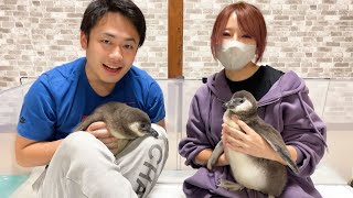 ペンギンが大好きなシルクさんが遊びに来てくれました！