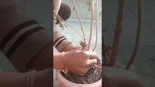 Turn off Tulsi and put alovera 😊 #shortvideo #shorts #plants #tulsi #alovera #nature #viral #diy