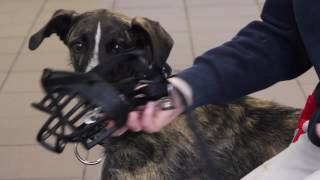 How to Acclimate Your Dog to a Muzzle