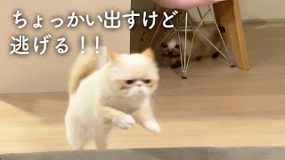 いつもは可愛いだけなのに、この日は少しだけアクティブだった猫さん。エキゾチックショートヘアのしらすさんが、ししゃもさんにちょっかいを出してました。