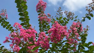 2022/07/25　夏空に映える色鮮やかな百日紅の花　その２　〜愛媛県大洲市〜