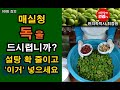 설탕 확 줄인 건강 매실청 비법공개. 허준할매 비법 전수