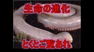 【動物】驚くべき特殊能力を持つ７の生物たちを解説～どの能力がほしい？