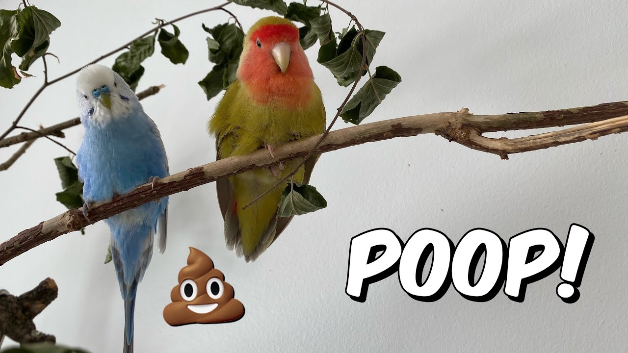 How Often Do Budgies Poop? Update - Bmxracingthailand.com