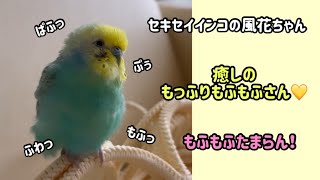 セキセイインコの風花ちゃん 癒しのもっふりもふもふさん #セキセイインコ #インコ #せきせいいんこ