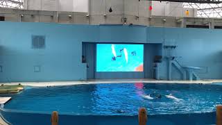 【八景島シーパラダイス】白イルカショー 2019年4月29日 Yokohama Hakkeijima Sea Paradise White Dolphin Show