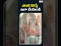 ఎలుక కరిస్తే ఇలా చేయండి what to if bitten by a rat you get do cvr health