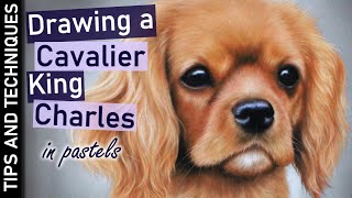 How to draw a Cavalier King Charles puppy in pastels | Tips for drawing fur