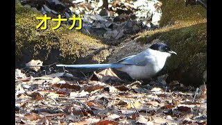 [4K]オナガ／ＨＴ公園