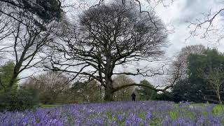 Bluebells at Blarney!