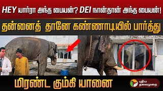 Hey யார்ரா அந்த பையன்? நான்தான் அந்த பையன்.. தன்னைத் தானே கண்ணாடியில் பார்த்து மிரண்ட யானை | PTD