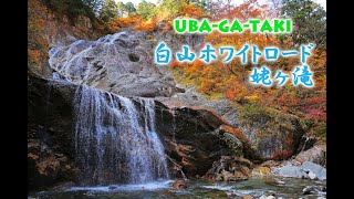 【白山ホワイトロード】紅葉シーズンの姥ヶ滝が美しかった【隠れ名所】