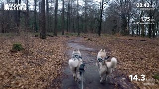 Husky Dogscooter: Planken Wambuis - Veluwe (2020/02/22)