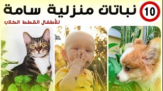 10 نباتات منزلية سامة، نباتات سامه تودى الى الموت, احذر