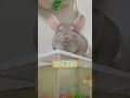 【チンチラ】ダブルウィンクだよ〜🌟 animal chinchilla shorts pets cute exoticanimal チンチラ かわいい