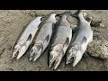 Bank Fishing for River COHO Salmon with Spoons, Jigs and Soft Beads