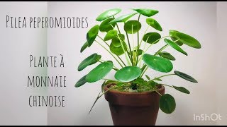 PILEA PEPEROMIOIDES Culture, Soins, Boutures