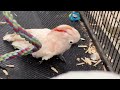 the winged wizard ep.136 make captive parrots birds happier cockatude cockatoos with attitude