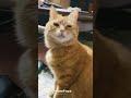 cat にゃんすたグラム pets にゃんグラム catlover にゃんすたぐらむ 歌う猫 cute funny 猫好きさんと繋がりたい 保護猫 にゃんちゅーばー