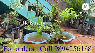 டென்னிஸ் பால் செர்ரி | Manila Cherry I Tennis Ball Cherry @ JK Nursery Call: 9894256188