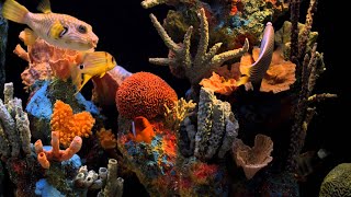 Aquarium VIDEO (ULTRA HD) 🐠 Beautiful Relaxing Coral Reef Fish - Relaxing Sleep Meditation Music