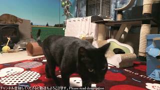 2018.12.5 猫日記   Cat's diary. December 5, 2018 【Miaou みゃう】