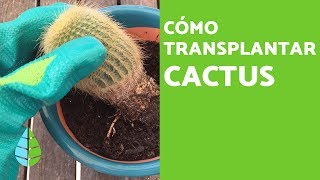 Cómo TRASPLANTAR un CACTUS y Cuándo hacerlo