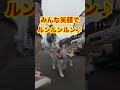 ちょっと不機嫌な抱っこ散歩 shorts＃柴犬＃豆柴 多頭飼い shiba inu mameshiba