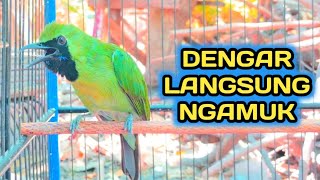 Cucak Ijo Pasti Ngamuk Mendengar Pancingan Cucak Ijo Gacor Ini Tes Bahan