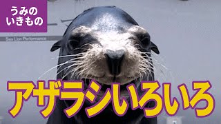 水の生き物（10）アザラシのなかま：ゴマフアザラシ／カリフォルニアアシカ／オーストラリアアシカ／ミナミアメリカオットセイ／ゼニガタアザラシ／トド／セイウチ／ワモンアザラシ／バイカルアザラシ