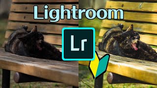 【Lightroom使い方】初心者でも始められる編集ソフト【無料版もあるよ】超初級編