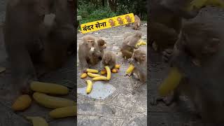 monkey funny video#shorts#viral#monkey#video#animals#fyp