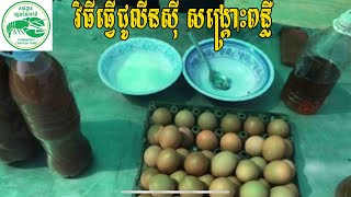 វិធីធ្វើជូលីនស៊ី សង្គ្រោះពន្លឺ សម្រាប់ចិញ្ចឹមបង្កងអូស្រ្តាលី Crayfish