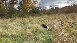 Small Munsterlander (Link) on Pheasant