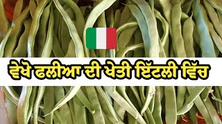 ਵੇਖੋ ਫਲੀਆ ਦੀ ਖੇਤੀ ਇੱਟਲੀ ਵਿੱਚ || Italy Agriculture work 🇮🇹🇪🇺