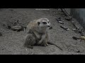 狐獴 小仔 20210330 taipei zoo meerkat