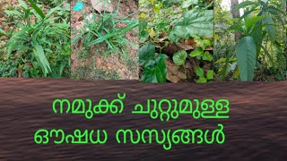 വീട്ടുമുറ്റത്തെ  ഔഷധ സസ്യങ്ങളും അവയുടെ ഉപയോഗങ്ങളും Part 3#ayurvedic plants