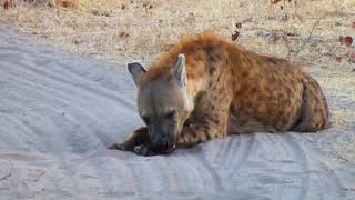 Hyena call - whooping sound