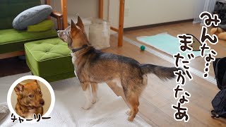 お留守番中に「みんな行っちゃったよ〜」と窓の外を見て帰りを待つ保護犬チャーリー