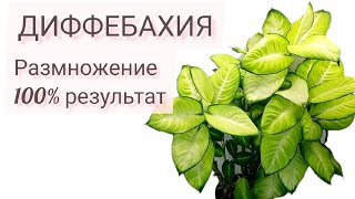 ДИФФЕНБАХИЯ размножение справится любой / Dieffenbachia Summer style