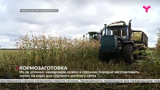 Кормозаготовка | Заводоуковский городской округ