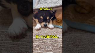 物申すチワワ #chihuahua #dog