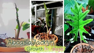 EP.2 Alocasia Jacklyn Growing timelapse of 4-days มาดูการเติบโตของอโลคาเซียเเจ๊ครินกันค่ะ