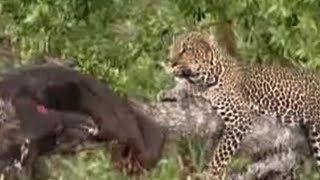 Leopard Hides Her Food High Up in a Tree | BBC Studios