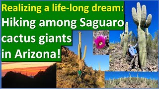 Visiting SAGUARO GIANT CACTI: hiking in Arizona #cactus country, Sonoran Desert #saguaro #arizona