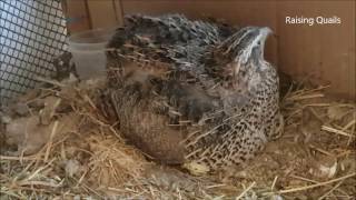 My Second Mother Hen - A Very Broody Japanese Quail Hen!