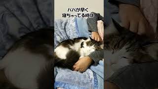 腕枕が欠かせないメインクーン「まる」shorts132 #ねこ #猫 #shorts ♯大きい猫