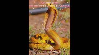 ശ്രീ നാഗരാജ അഷ്ടോത്തര ശതനാമാവലി ജപം - 20 #serpent #chanting #nagaraja #japam #mannarasala #hindugod